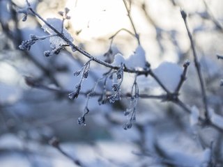 Обои снег, природа, зима, макро, ветки, мороз, snow, nature, winter, macro, branches, frost разрешение 4608x3072 Загрузить