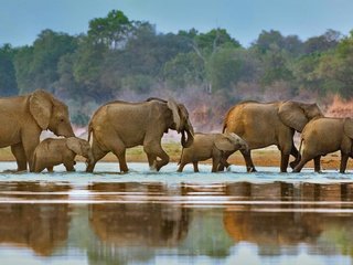 Обои озеро, слоны, дикая природа, lake, elephants, wildlife разрешение 1920x1080 Загрузить