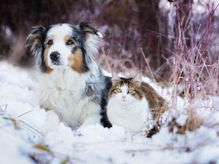 Обои снег, зима, кошка, собака, австралийская овчарка, snow, winter, cat, dog, australian shepherd разрешение 2048x1365 Загрузить