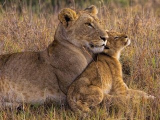 Обои африка, львы, львица, львёнок, львица.львенок, africa, lions, lioness, lion, lioness.lion разрешение 2500x1875 Загрузить