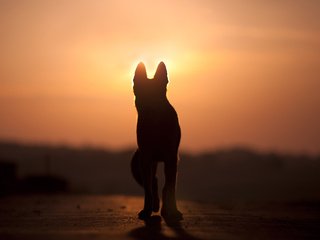 Обои закат, собака, силуэт, anjajuli, sunset, dog, silhouette разрешение 2880x1800 Загрузить