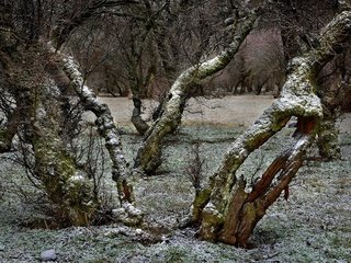 Обои деревья, снег, ветки, trees, snow, branches разрешение 2800x1719 Загрузить