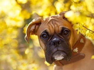 Обои природа, взгляд, собака, боксер, nature, look, dog, boxer разрешение 2047x1228 Загрузить