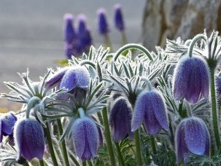 Обои цветы, роса, анемон, сон-трава, прострел, flowers, rosa, anemone, sleep-grass, cross разрешение 2048x1365 Загрузить