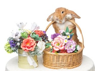 Обои цветы, корзина, кролик, пасха, букеты, flowers, basket, rabbit, easter, bouquets разрешение 5490x3660 Загрузить