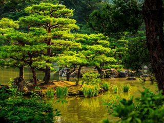 Обои деревья, камыши, камни, зелень, кусты, япония, сад, киото, пруд, trees, the reeds, stones, greens, the bushes, japan, garden, kyoto, pond разрешение 4000x2576 Загрузить