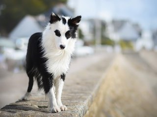 Обои взгляд, собака, друг, бордер-колли, wapi, erell.b, look, dog, each, the border collie разрешение 2047x1306 Загрузить