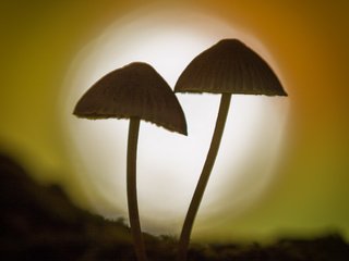 Обои природа, фон, грибы, гриб, силуэт, боке, sophiaspurgin, nature, background, mushrooms, mushroom, silhouette, bokeh разрешение 3134x3134 Загрузить