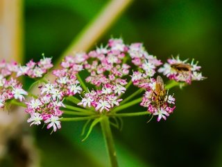 Обои цветы, природа, растения, насекомое, фон, муха, боке, боке цветы, flowers, nature, plants, insect, background, fly, bokeh, bokeh flowers разрешение 3533x2666 Загрузить