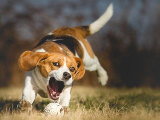 Обои трава, природа, собака, прыжок, игра, мячик, боке, бигль, grass, nature, dog, jump, the game, the ball, bokeh, beagle разрешение 4019x2512 Загрузить