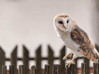 Обои сова, забор, птица, клюв, перья, сипуха, owl, the fence, bird, beak, feathers, the barn owl разрешение 3840x2564 Загрузить