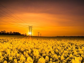 Обои цветы, солнце, природа, закат, поле, лэп, рапс, flowers, the sun, nature, sunset, field, power lines, rape разрешение 2626x1440 Загрузить