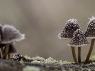 Обои природа, макро, иней, грибы, шляпки, nature, macro, frost, mushrooms, hats разрешение 2560x1440 Загрузить