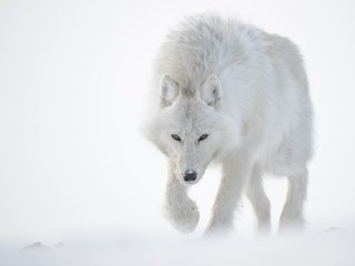 Обои снег, зима, белый, хищник, волк, полярный, snow, winter, white, predator, wolf, polar разрешение 2560x1600 Загрузить