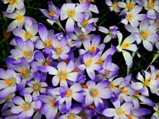 Обои цветы, лепестки, весна, черный фон, крокусы, flowers, petals, spring, black background, crocuses разрешение 2048x1367 Загрузить