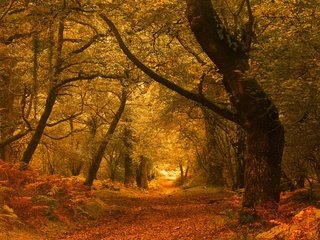 Обои дорога, деревья, лес, листва, осень, road, trees, forest, foliage, autumn разрешение 2048x1766 Загрузить