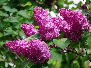 Обои цветение, весна, красиво, сирень, киев, ботанический сад, flowering, spring, beautiful, lilac, kiev, botanical garden разрешение 4000x2662 Загрузить