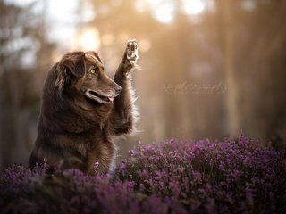 Обои цветы, природа, собака, друг, лапа, финн, dackelpuppy, flowers, nature, dog, each, paw, finn разрешение 2048x1278 Загрузить