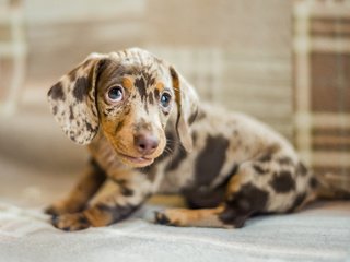 Обои глаза, мордочка, взгляд, собака, щенок, такса, eyes, muzzle, look, dog, puppy, dachshund разрешение 5110x3407 Загрузить