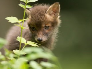 Обои трава, природа, лиса, лисица, животное, лисенок, grass, nature, fox, animal разрешение 2048x1266 Загрузить