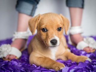 Обои глаза, фон, мордочка, взгляд, собака, щенок, ноги, eyes, background, muzzle, look, dog, puppy, feet разрешение 2560x1707 Загрузить