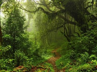 Обои трава, деревья, зелень, лес, листья, тропинка, grass, trees, greens, forest, leaves, path разрешение 2560x1600 Загрузить