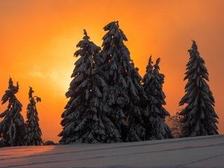 Обои ночь, деревья, снег, зима, елки, ели, night, trees, snow, winter, tree, ate разрешение 2048x1371 Загрузить