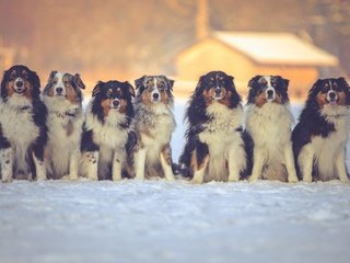 Обои снег, зима, друзья, собаки, австралийская овчарка, snow, winter, friends, dogs, australian shepherd разрешение 2048x1152 Загрузить