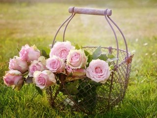 Обои цветы, трава, природа, бутоны, розы, лепестки, сетка, корзина, flowers, grass, nature, buds, roses, petals, mesh, basket разрешение 4496x3000 Загрузить