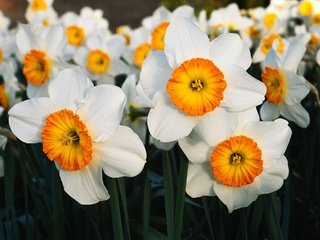 Обои цветы, лепестки, весна, нарциссы, flowers, petals, spring, daffodils разрешение 4200x2800 Загрузить