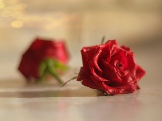 Обои цветы, макро, роза, лепестки, бутон, красная роза, боке, flowers, macro, rose, petals, bud, red rose, bokeh разрешение 1920x1200 Загрузить