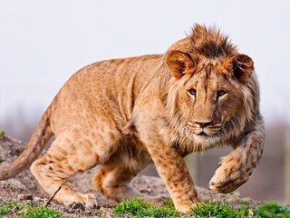 Обои лапы, хищник, большая кошка, лев, грива, молодой лев, paws, predator, big cat, leo, mane разрешение 2560x1600 Загрузить