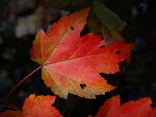 Обои природа, темный фон, кленовый лист, осенние листья, nature, the dark background, maple leaf, autumn leaves разрешение 3008x2000 Загрузить