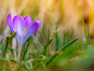 Обои трава, природа, цветок, лепестки, размытость, весна, крокус, grass, nature, flower, petals, blur, spring, krokus разрешение 1920x1200 Загрузить