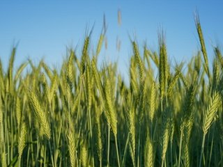 Обои природа, поле, колосья, пшеница, nature, field, ears, wheat разрешение 7360x4912 Загрузить