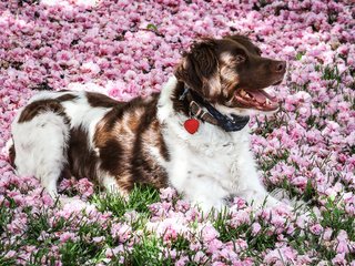 Обои цветы, мордочка, взгляд, собака, ошейник, австралийская овчарка, flowers, muzzle, look, dog, collar, australian shepherd разрешение 2400x1600 Загрузить