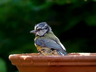 Обои капли, птица, клюв, перья, купание, синица, лазоревка, влда, drops, bird, beak, feathers, bathing, tit, blue tit, vlda разрешение 2771x1457 Загрузить