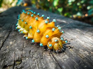 Обои макро, насекомое, животные, гусеница, macro, insect, animals, caterpillar разрешение 1920x1080 Загрузить