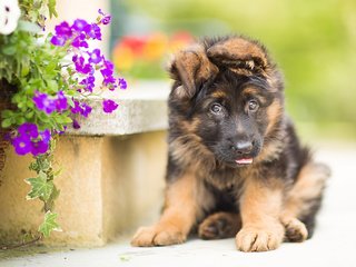 Обои цветы, собака, щенок, немецкая овчарка, flowers, dog, puppy, german shepherd разрешение 1920x1200 Загрузить