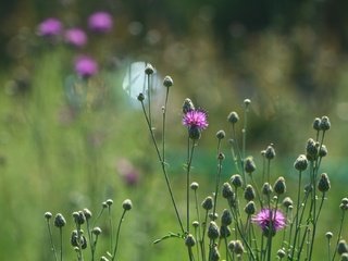 Обои цветы, фон, лето, стебли, полевые цветы, чертополох, стебели, flowers, background, summer, stems, wildflowers, thistle разрешение 1920x1280 Загрузить