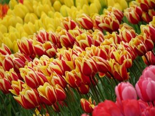 Обои цветы, поле, весна, тюльпаны, flowers, field, spring, tulips разрешение 2048x1364 Загрузить