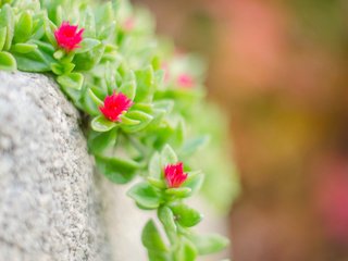 Обои макро, камень, растение, цветочки, очиток, macro, stone, plant, flowers, stonecrop разрешение 3840x2400 Загрузить