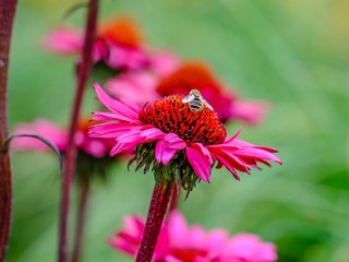 Обои цветы, насекомое, цветок, лепестки, стебли, пчела, пыльца, эхинацея, flowers, insect, flower, petals, stems, bee, pollen, echinacea разрешение 4391x2835 Загрузить
