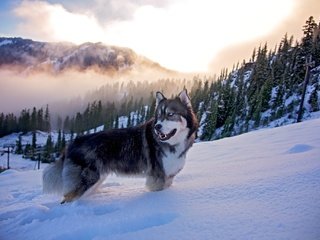 Обои морда, хаски, деревья, снег, природа, зима, взгляд, собака, ели, face, husky, trees, snow, nature, winter, look, dog, ate разрешение 2048x1367 Загрузить