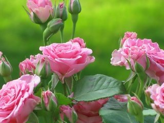 Обои цветы, бутоны, листья, розы, лепестки, розовые, куст, flowers, buds, leaves, roses, petals, pink, bush разрешение 1920x1080 Загрузить