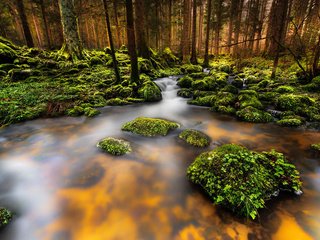 Обои деревья, река, природа, камни, лес, ручей, мох, trees, river, nature, stones, forest, stream, moss разрешение 1920x1200 Загрузить