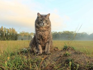 Обои природа, кот, поле, кошка, взгляд, простор, nature, cat, field, look, space разрешение 1920x1200 Загрузить