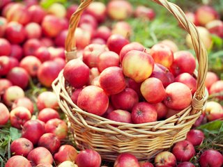 Обои фрукты, яблоки, корзина, много, урожай, корзинка с яблоками, fruit, apples, basket, a lot, harvest, basket with apples разрешение 3500x2333 Загрузить