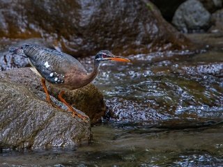 Обои ручей, камень, птица, клюв, цапля, солнечная цапля, stream, stone, bird, beak, heron, solar heron разрешение 1920x1136 Загрузить