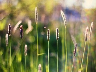 Обои трава, насекомое, размытость, стебли, боке, grass, insect, blur, stems, bokeh разрешение 3769x2529 Загрузить